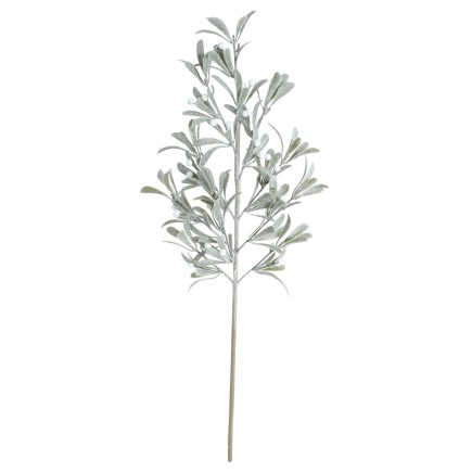 Kvist Cypress Bär 71 cm