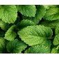 Doftolja Citronmeliss 10 ml Doftolja Citronmeliss 10 ml