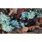 Doftolja Forbidden Forest 10 ml Doftolja Forbidden Forest 10 ml