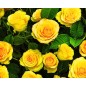 Doftolja Gul ros 10 ml Doftolja Gul ros 10 ml