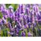 Doftolja Lavendel 10 ml Doftolja Lavendel 10 ml