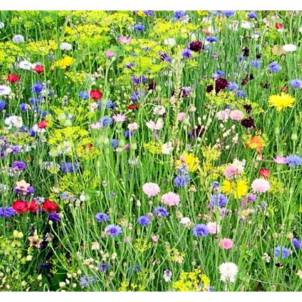 Doftolja Sommarblom 10 ml