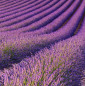 Doftolja Lavender Fields 10 ml Doftolja Lavender Fields 10 ml