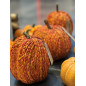 Pumpa Orange 20 cm Pumpa Orange 20 cm