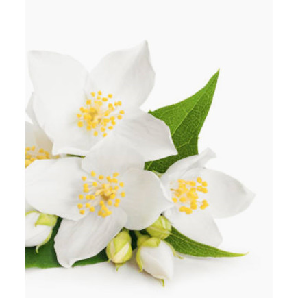 Doftolja Jasmin 10ml