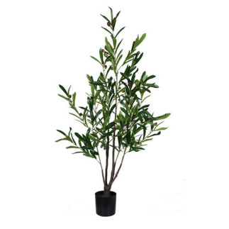 Olivträd Oliv Träd 120 cm