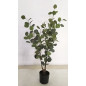 Eukalyptus Träd 95 cm Eukalyptus Träd 95 cm