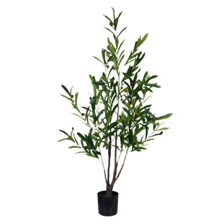 Olivträd Oliv Träd 120 cm