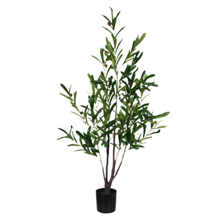 Olivträd Oliv Träd 120 cm